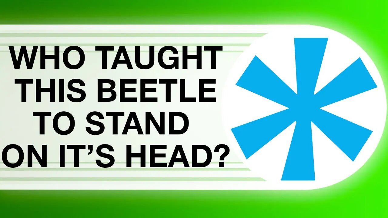 SB5 | Who taught this beetle to stand on its head? | Short Bits | Reasons for Hope