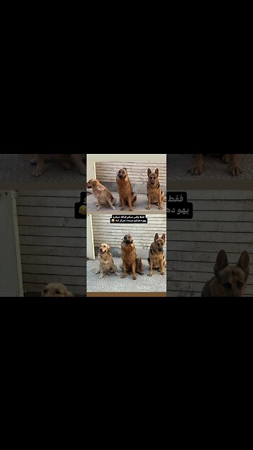 taking pictures with celebrities Tirando foto com celebridade Tomarse una foto una celebridad dog