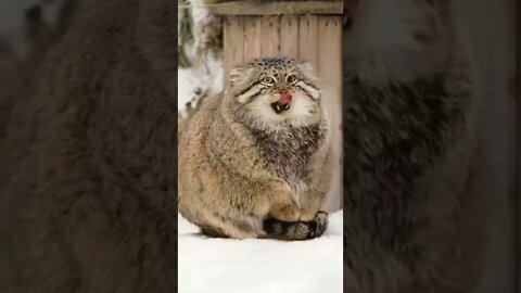 That’s a big guy…