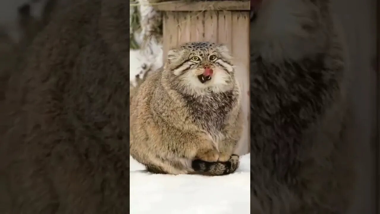 That’s a big guy…