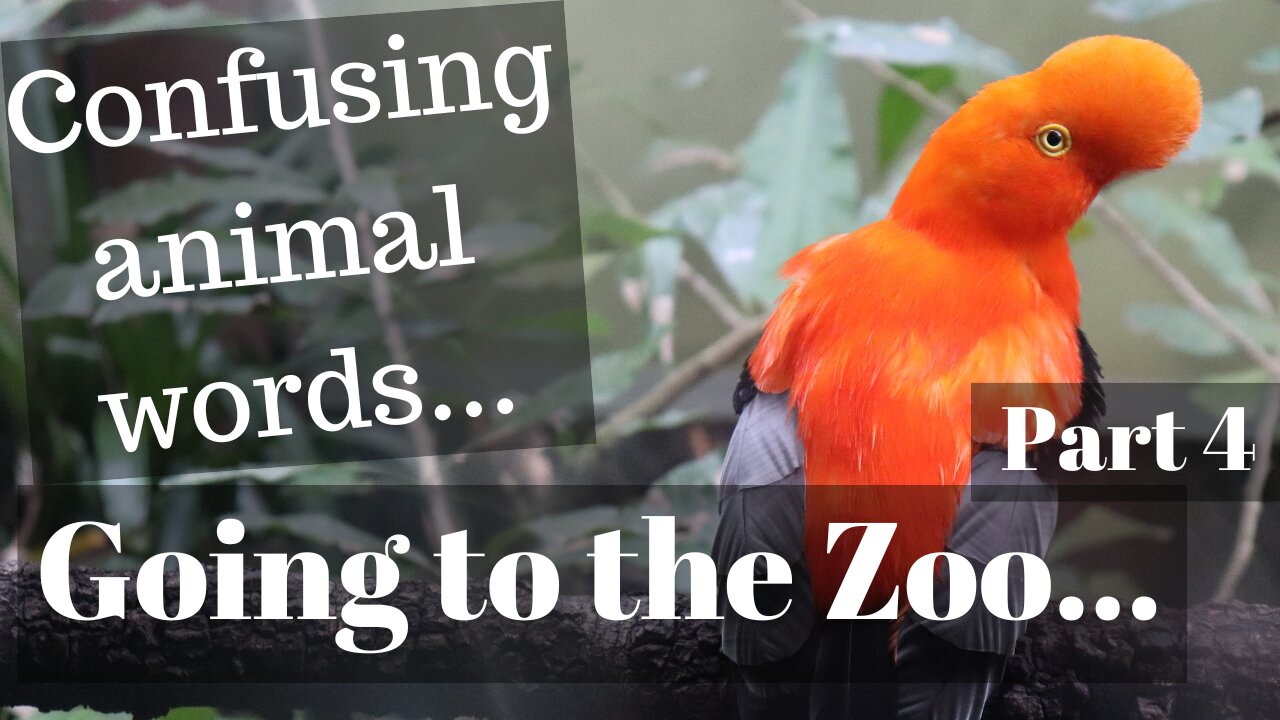 Going to the Zoo – part 4: Confusing animal vocabulary