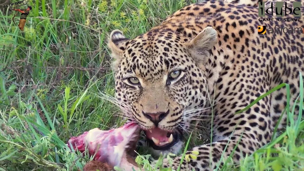 Male Leopard Has Impala For Breakfast