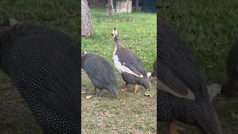 Galinhas da Angola, Parque Olhos d’Água, Brasília