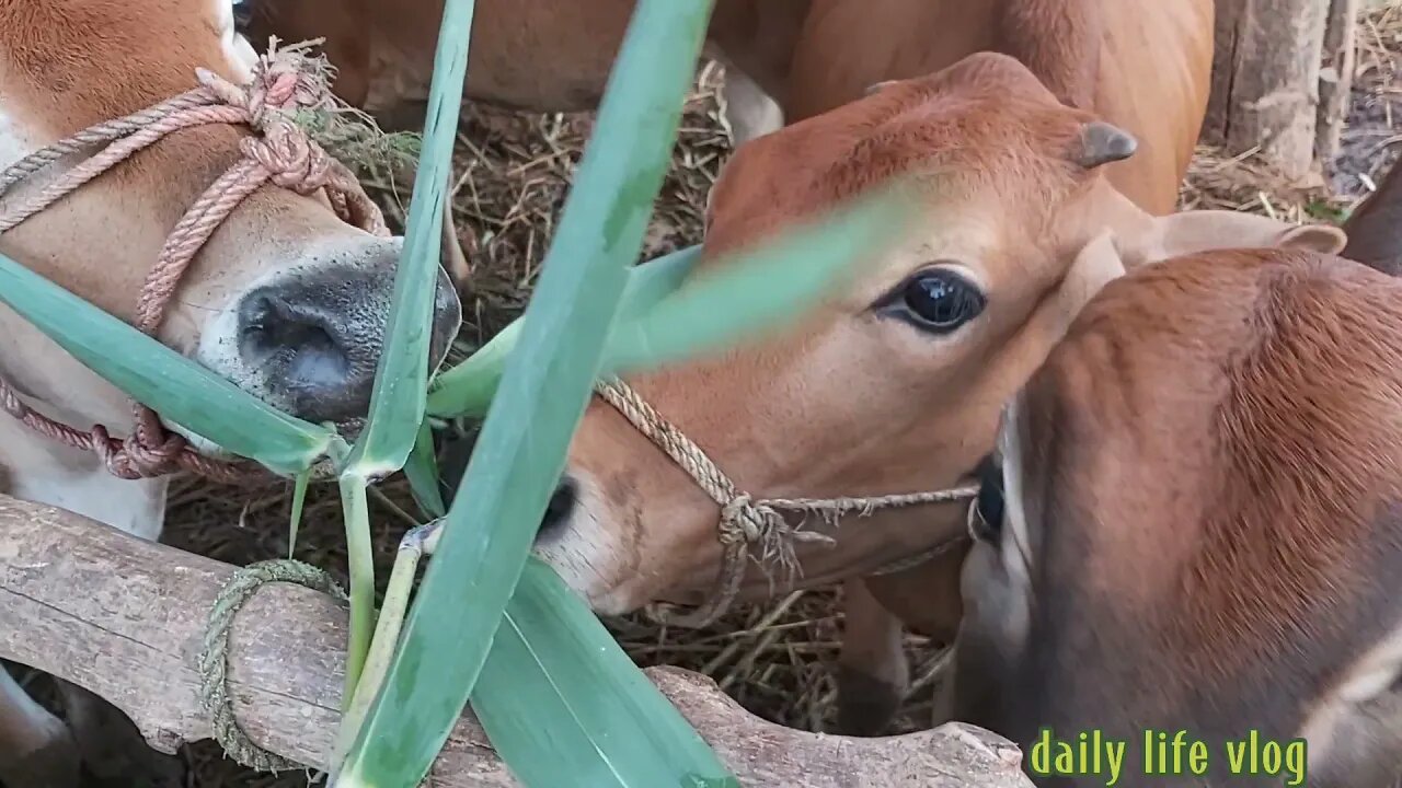 Cow family scrambles to eat grass | daily life vlog