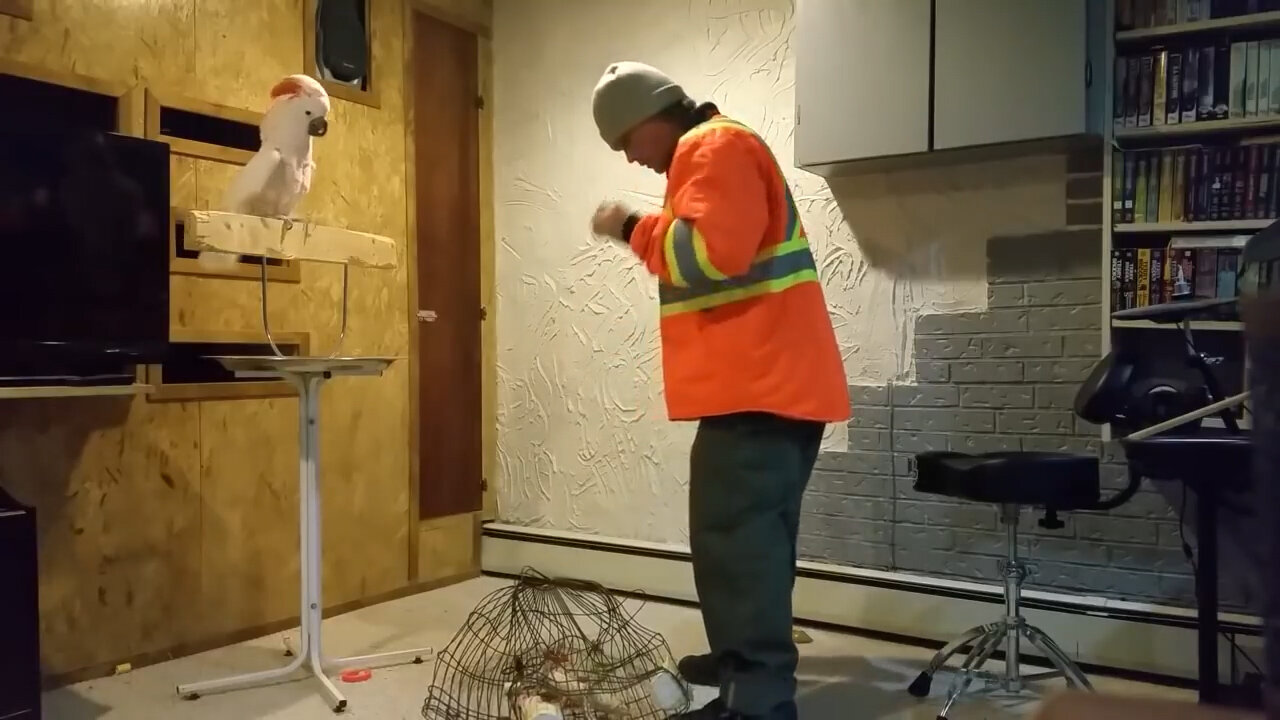 Parrot Gets Pissed And Yells At His Owner For Destroying His Cage..