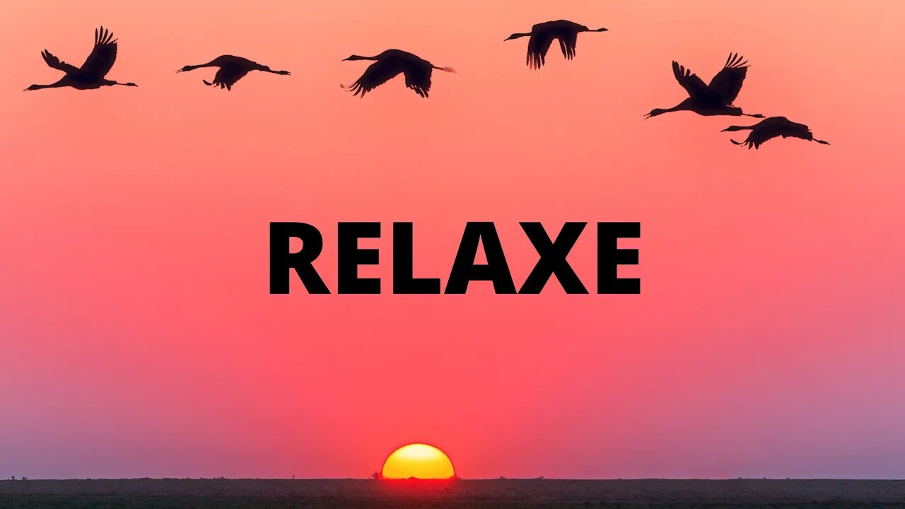 MUSICA RELAXANTE E VIDEO COM LINDAS AVES #relaxeedurma #musicaslindas