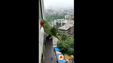 Talking Parrot saying mummy❤️