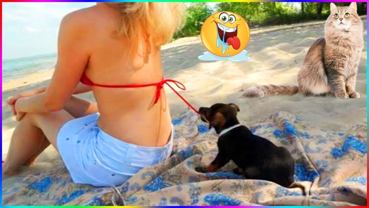 Funny Dog And Cat ππΆπ» Funniest Animals #209