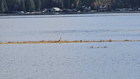 Canada goose relaxing