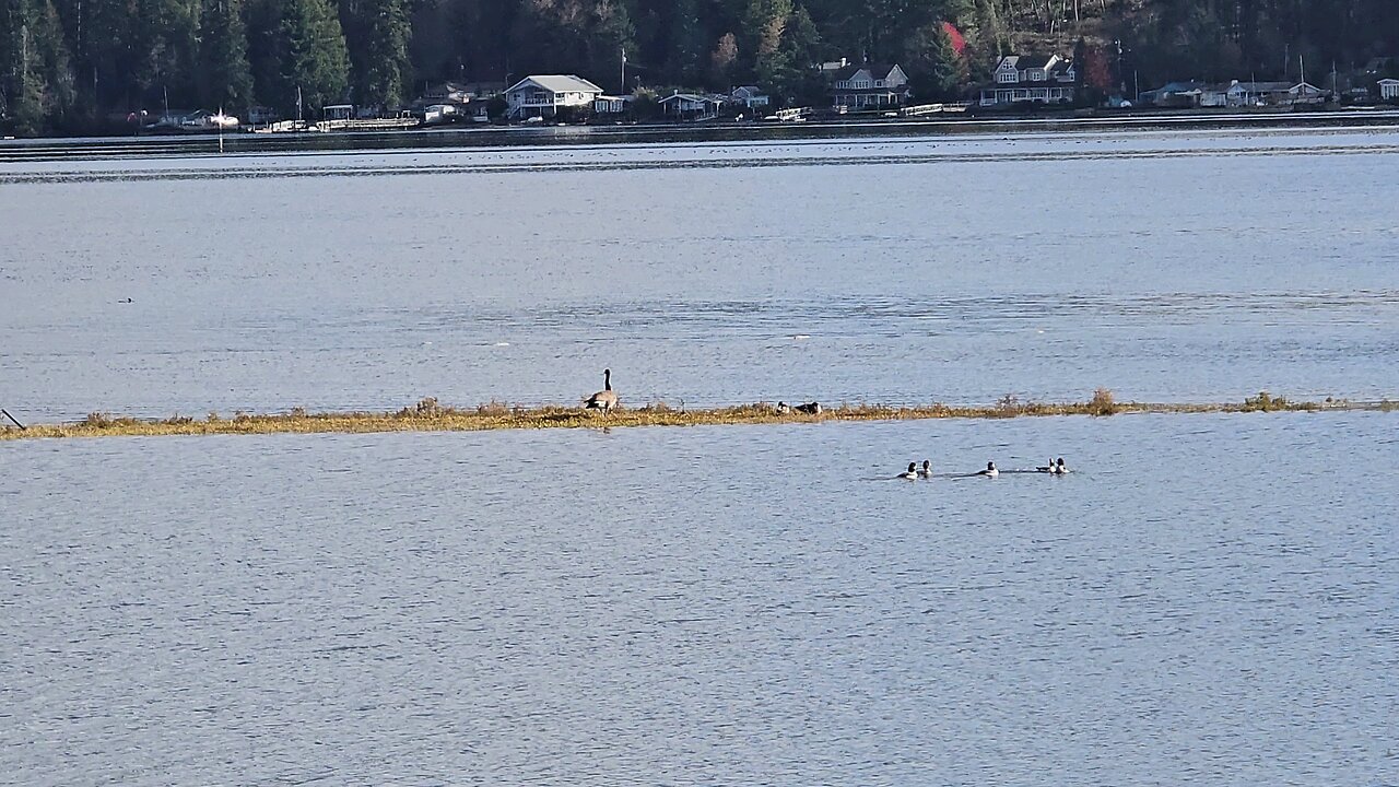 Canada goose relaxing