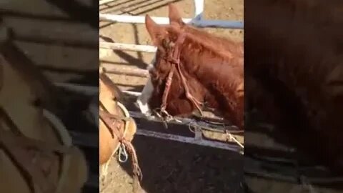 Idiot Mr. Ed