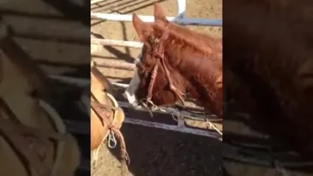 Idiot Mr. Ed