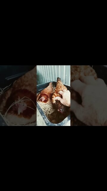 Good morning Forest and Chook chook