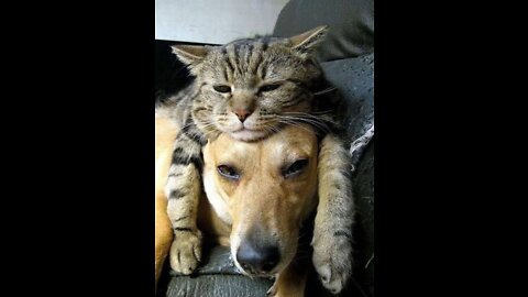 Funny Animals Videos2022 🤣😻