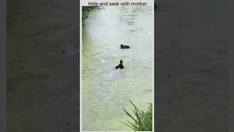 Hide and seek with mother