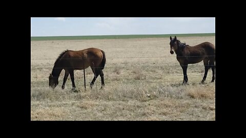 Wild Horses & Donkey