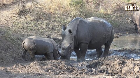 Fun In The Mud With White Rhino And A Cape Buffalo