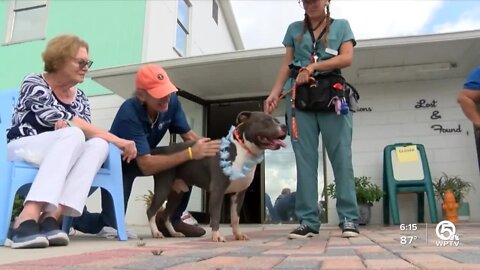 Festive sendoff for 16 dogs