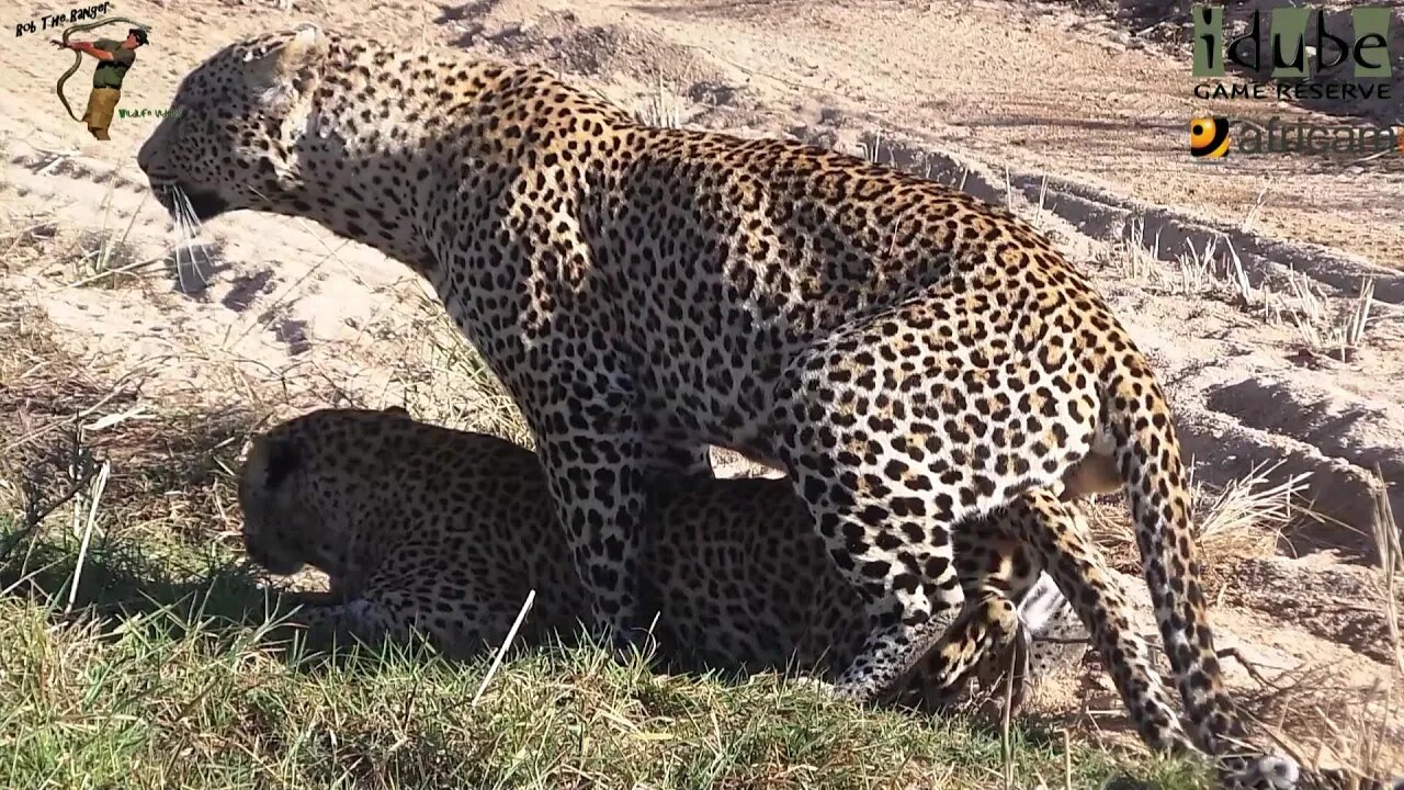 WILDlife: Drinking Male Leopard Seduced!