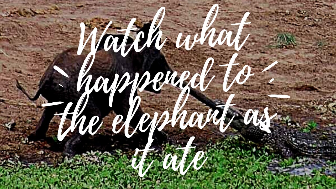 Watch what happened to the elephant as it ate