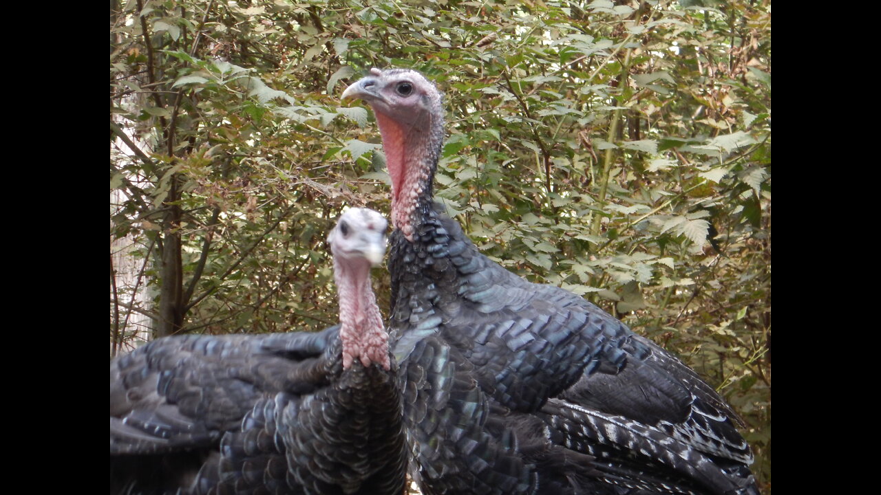 Salad Bar Turkey Style