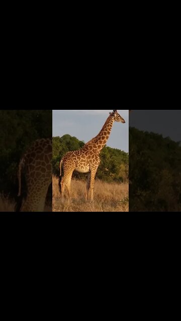 Maasai Mara Sightings Today 05/08/21 (Lions, Cheetah, Leopard, etc) | Zebra Plains | #shorts