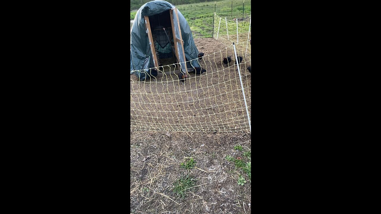 Black Copper Marans and American Bresse