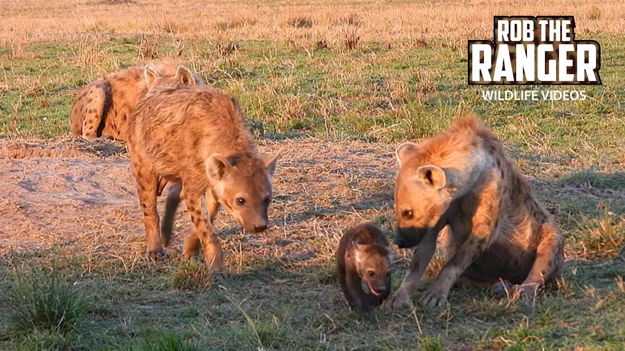 Spotted Hyena Den | Maasai Mara Safari | Zebra Plains