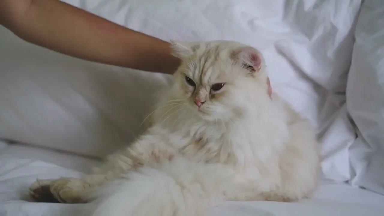 Ragdoll himalayan cat, Funny cute cats,Funny Cute Pets Lovers