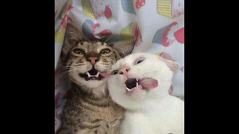 Funny cats fighting