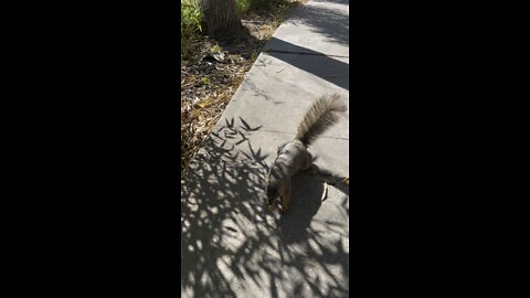 Squirrel bringing me peanuts