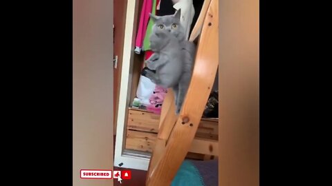 cute cat videos 😹 funny videos 😂1494