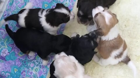I litter 3 weeks 3 days