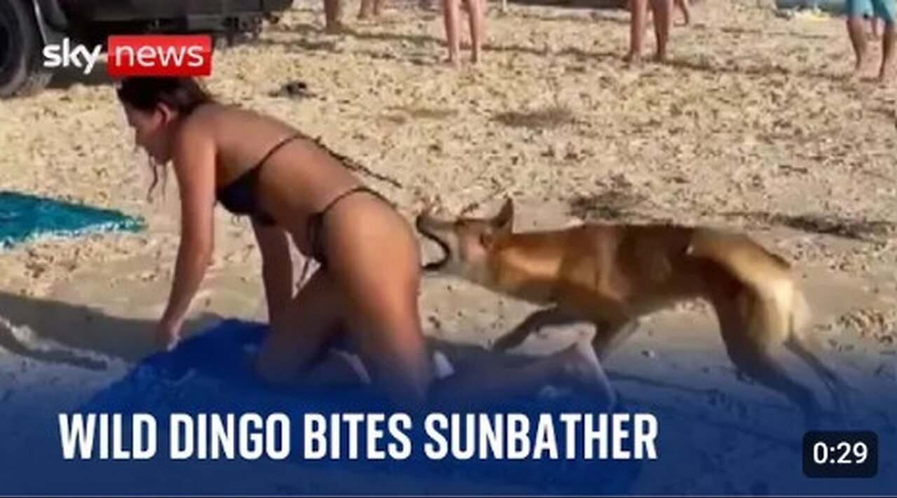 Amarica: ice land dogs is test...
