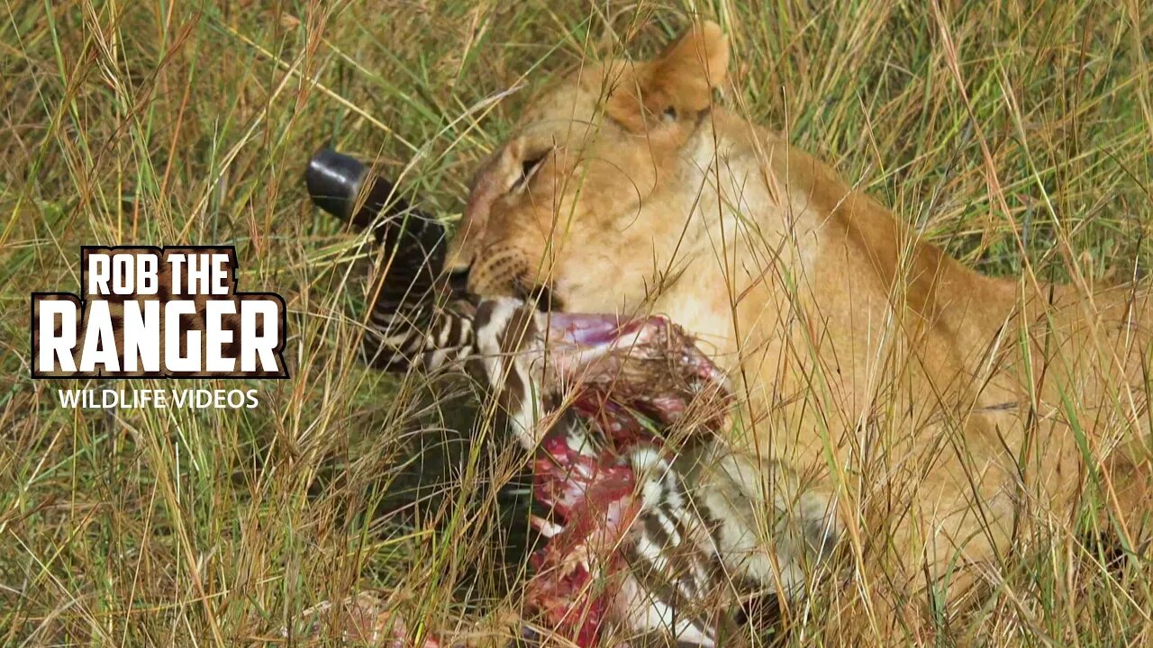 Lion Pride Eat a Zebra | Maasai Mara Safari | Zebra Plains