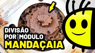 Fui fazer uma divisão de Mandaçaia por módulo e me surpreendi | Abelha rainha magnífica