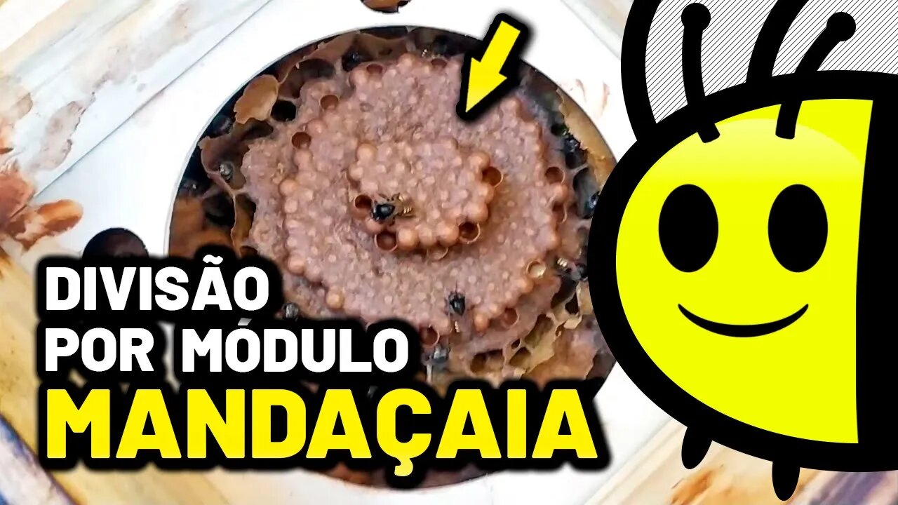 Fui fazer uma divisão de Mandaçaia por módulo e me surpreendi | Abelha rainha magnífica