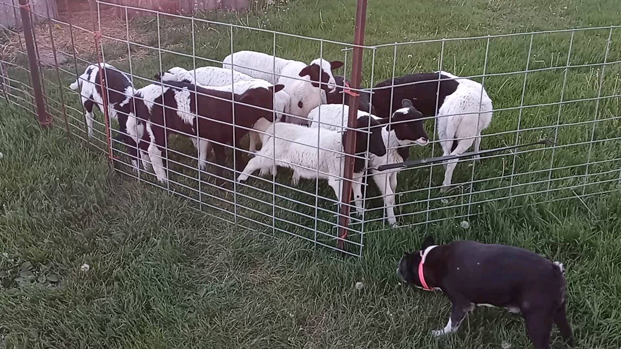 Bean and Axumite visit the lambs