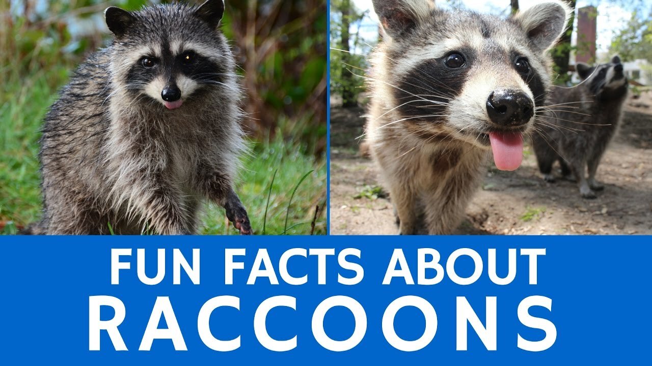 Interesting Facts About Raccoons - Cute Animal Videos for School Education