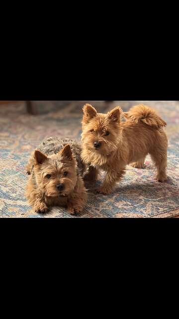 Cute Wrestling Father & Son Terriers!