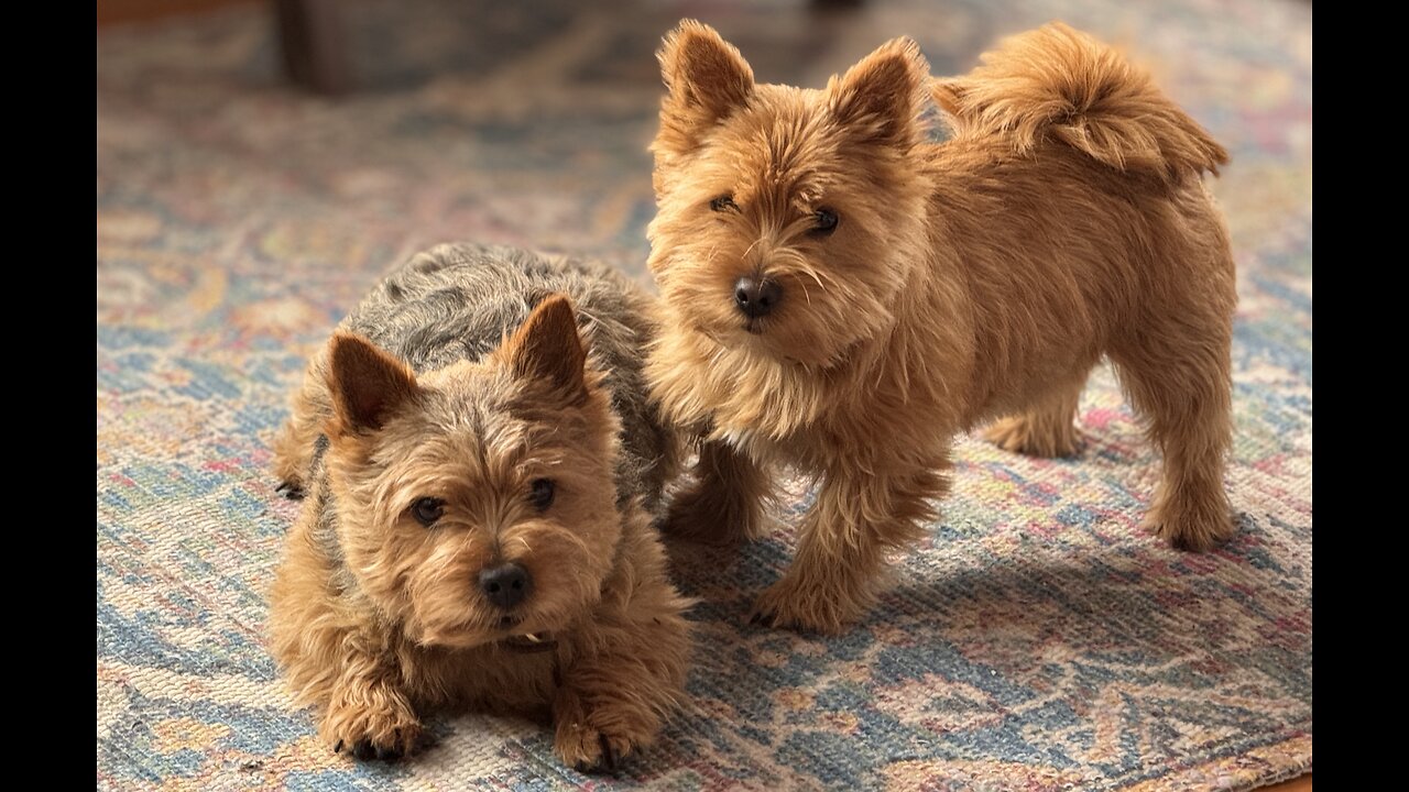 Cute Wrestling Father & Son Terriers!