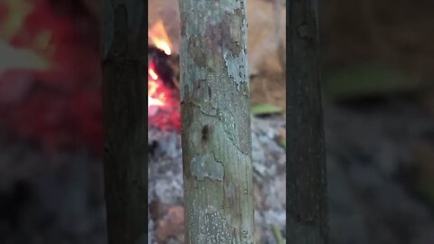 A FOGUEIRA NÃO PODE APAGAR NO MATO