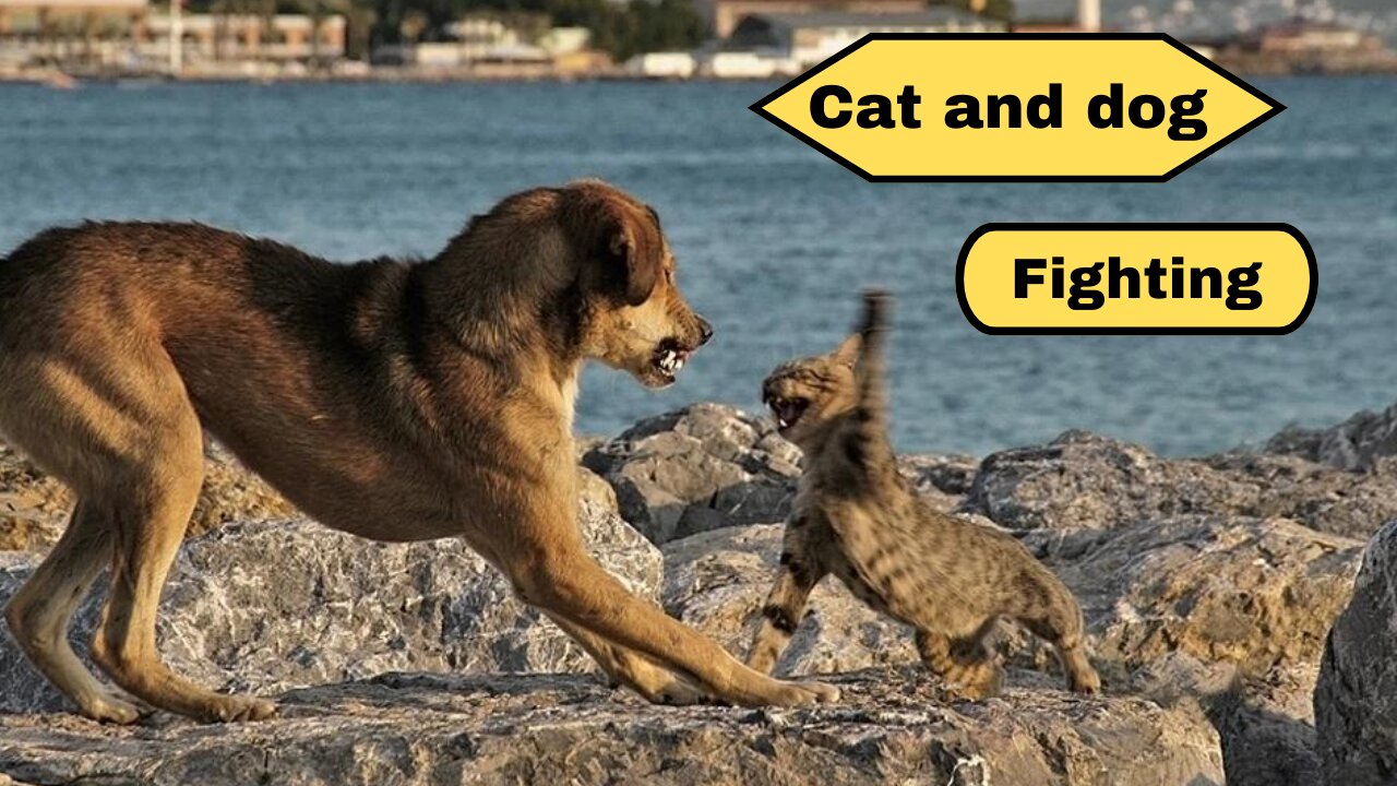 Cat and dog fighting - Dog and cat fighting