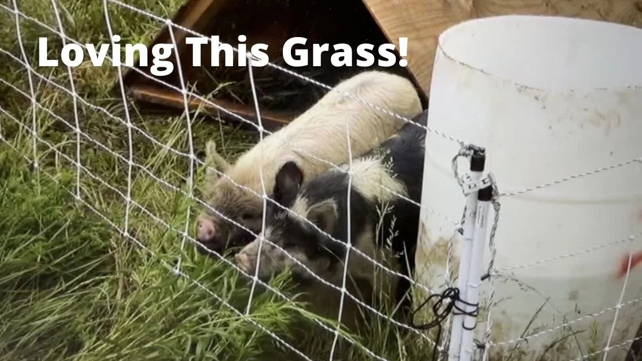 Daisy and Wattles Get New Pasture