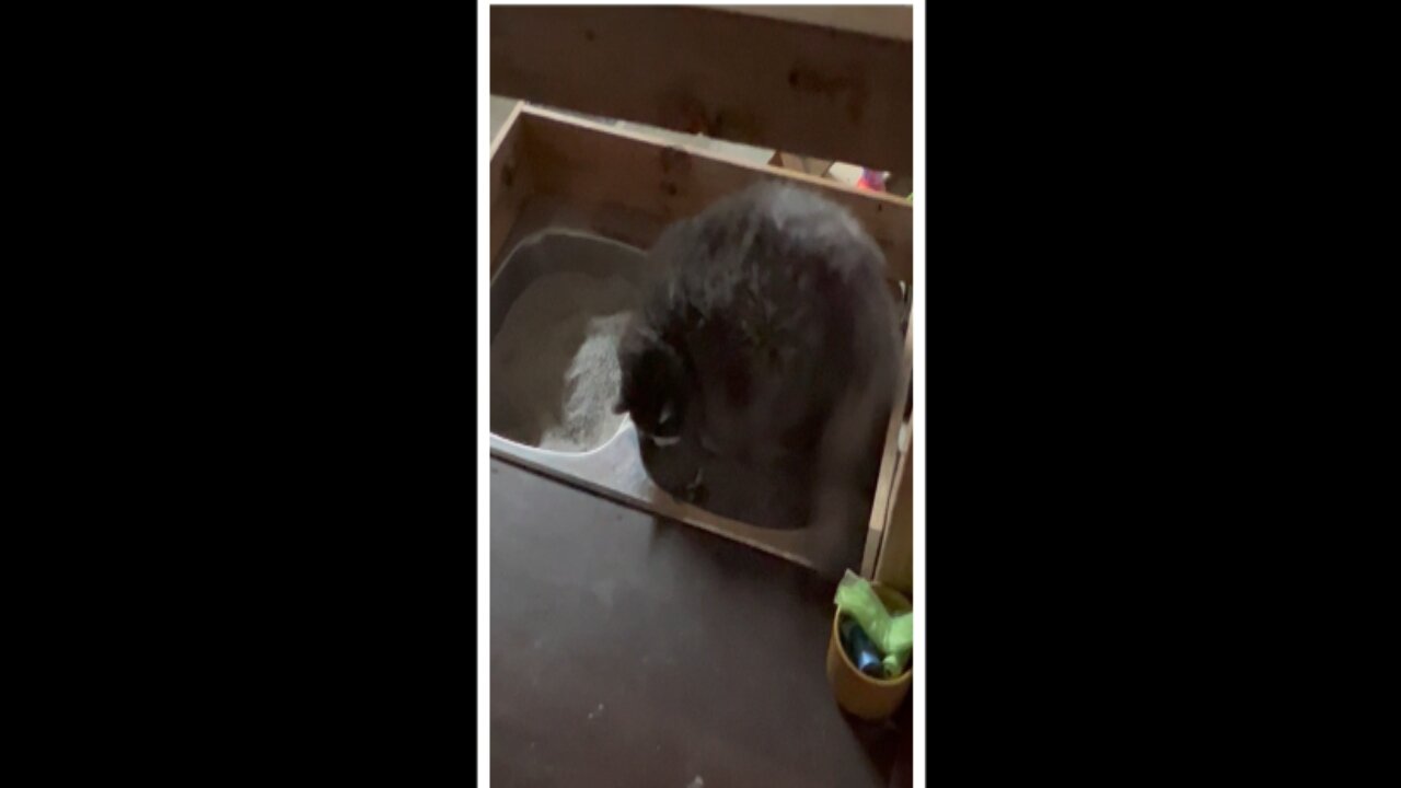 Smaller Cat helps Older Cat because she has a problem with