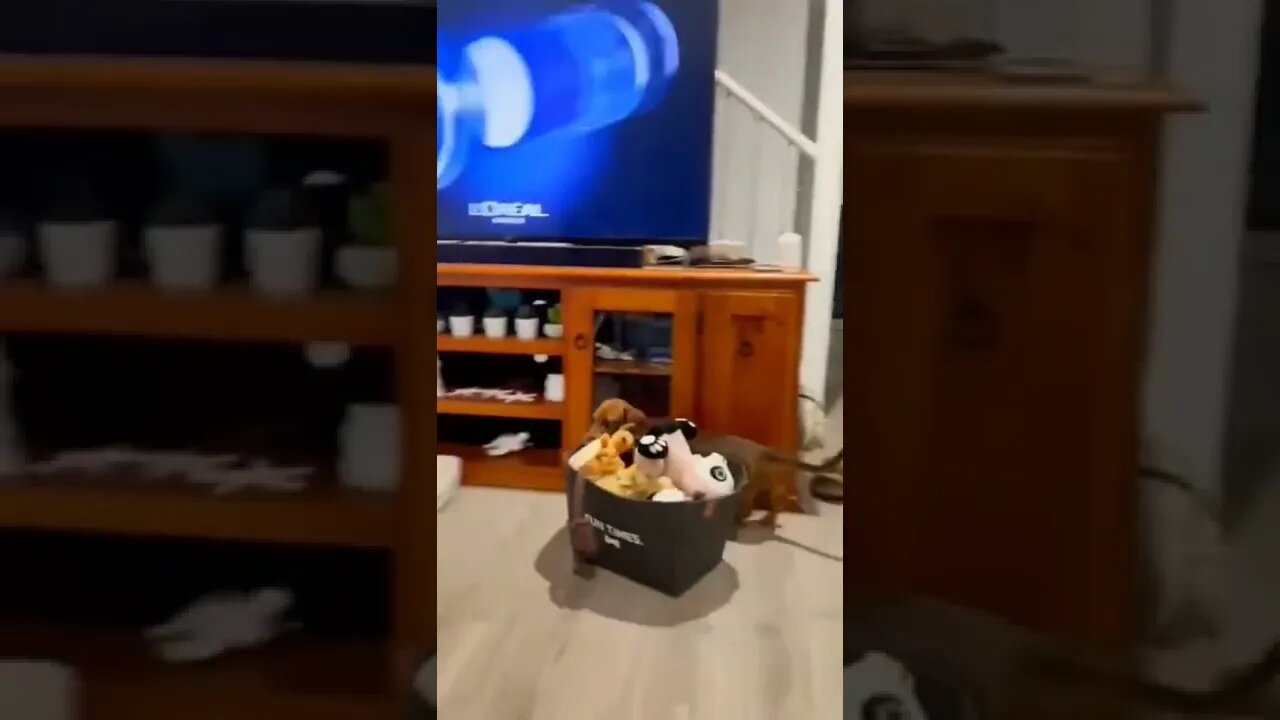 All mine..🐕🐾🧸😍😅