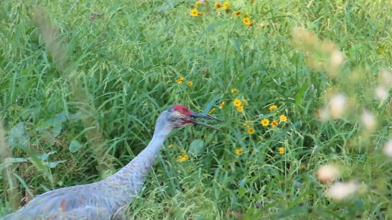 Sandhill Cranes