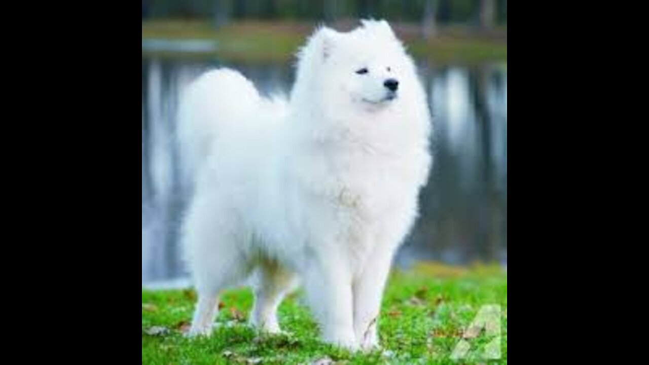 Watch the fluffy dog🐩🐩