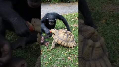 chimpanzee shares apple with tortoise