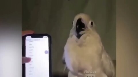 Smart And Funny Parrots Parrot Talking Videos Compilation P1 Super Dogs 7